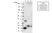 anti SpyCatcher Antibody, clone AbD41909kg thumbnail image 3