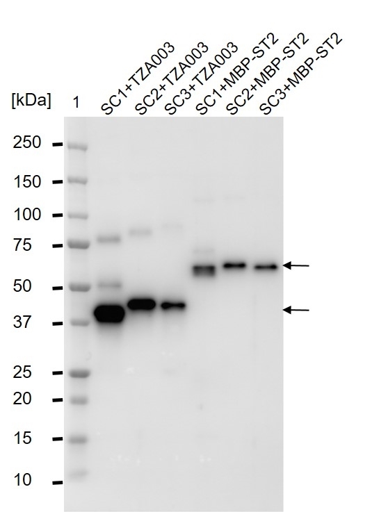 anti SpyCatcher Antibody, clone AbD41909kg gallery image 3