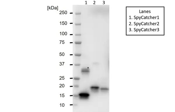 anti SpyCatcher Antibody, clone AbD41909kg gallery image 3