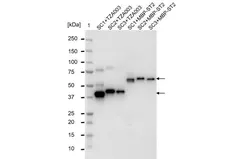 anti SpyCatcher Antibody, clone AbD41909kg gallery image 4