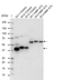 anti SpyCatcher Antibody, clone AbD41909kg thumbnail image 4