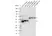 anti SpyCatcher Antibody, clone AbD41909kg thumbnail image 4