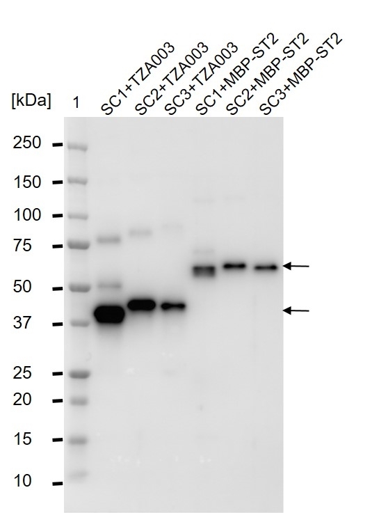 anti SpyCatcher Antibody, clone AbD41909kg gallery image 4