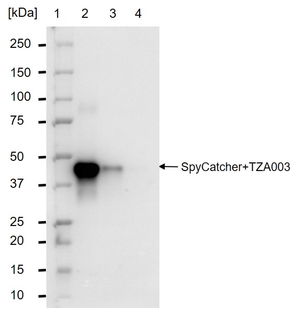 anti SpyCatcher Antibody, clone AbD41909kg gallery image 4