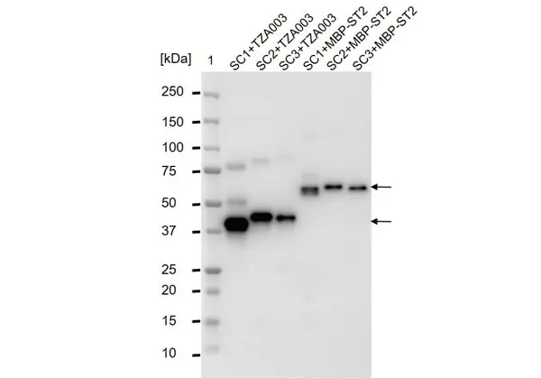 anti SpyCatcher Antibody, clone AbD41909kg gallery image 4