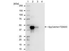 anti SpyCatcher Antibody, clone AbD41909kg gallery image 5
