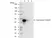 anti SpyCatcher Antibody, clone AbD41909kg thumbnail image 5