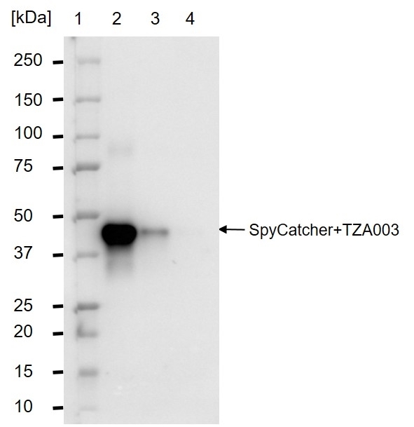 anti SpyCatcher Antibody, clone AbD41909kg gallery image 5