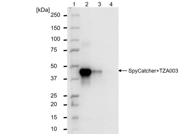 anti SpyCatcher Antibody, clone AbD41909kg gallery image 5