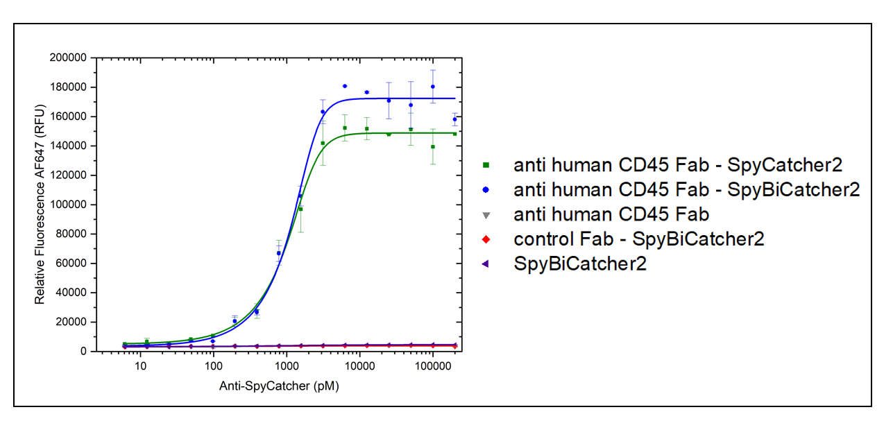 anti SpyCatcher Antibody, clone AbD41909kg gallery image 6