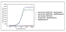 anti SpyCatcher Antibody, clone AbD41909kg gallery image 6