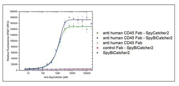 anti SpyCatcher Antibody, clone AbD41909kg gallery image 6