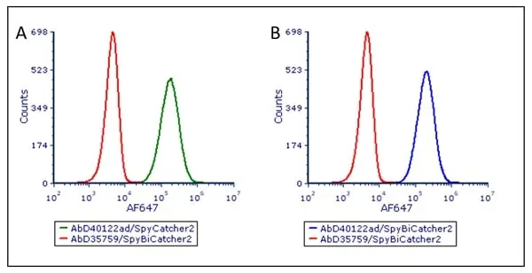 anti SpyCatcher Antibody, clone AbD41909kg gallery image 7