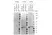 anti SpyTag Antibody, clone AbD51767kg thumbnail image 3