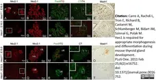 Anti Thyroxine Antibody, clone BGN/0980/322 (T4:1-32.2) gallery image 1