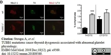 Anti Thyroxine Antibody, clone BGN/0980/322 (T4:1-32.2) gallery image 2