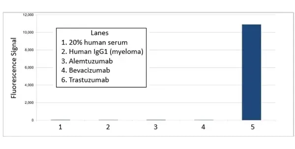 Anti Trastuzumab Antibody, clone AbD16712 gallery image 3