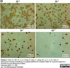 Anti Adenovirus Hexon Antibody, clone 8C4 gallery image 1