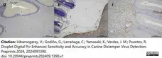 Anti Canine Distemper Virus Antibody, clone DV2-12 gallery image 1