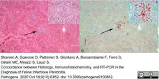 Anti Feline Coronavirus Antibody, clone FIPV3-70 gallery image 1