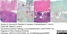 Anti Feline Coronavirus Antibody, clone FIPV3-70 gallery image 2