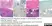 Anti Feline Coronavirus Antibody, clone FIPV3-70 thumbnail image 2