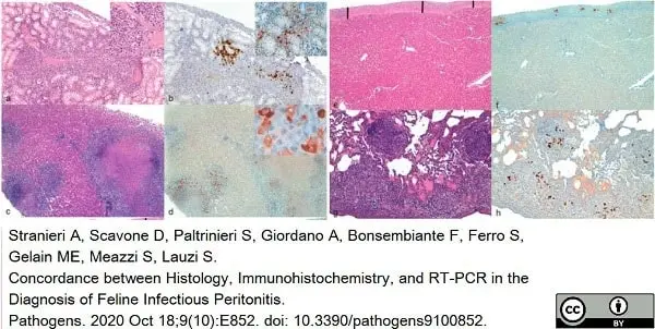 Anti Feline Coronavirus Antibody, clone FIPV3-70 gallery image 2