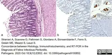Anti Feline Coronavirus Antibody, clone FIPV3-70 gallery image 3
