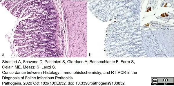 Anti Feline Coronavirus Antibody, clone FIPV3-70 gallery image 3