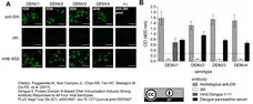 Anti Dengue Virus Antibody, clone Dengue 1-11(3) gallery image 1