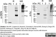Anti Dengue Virus Antibody, clone Dengue 1-11(3) gallery image 2