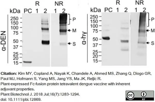 Anti Dengue Virus Antibody, clone Dengue 1-11(3) gallery image 2