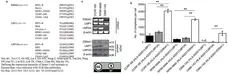 Anti Epstein-Barr Virus Nuclear Antigen Antibody, clone E1-2.5 gallery image 1