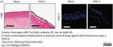 Anti Feline Herpes Virus Type 1 Antibody, clone FHV7-7C gallery image 1