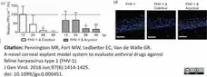 Anti Feline Herpes Virus Type 1 Antibody, clone FHV7-7C gallery image 2