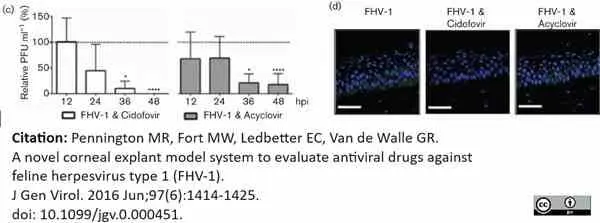 Anti Feline Herpes Virus Type 1 Antibody, clone FHV7-7C gallery image 2
