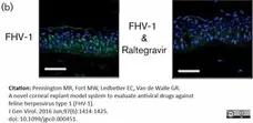 Anti Feline Herpes Virus Type 1 Antibody, clone FHV7-7C gallery image 3