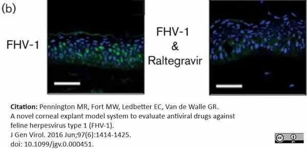 Anti Feline Herpes Virus Type 1 Antibody, clone FHV7-7C gallery image 3