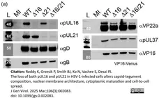 Anti Herpes simplex Virus 1 VP21/VP22a Antibody, clone LP13 gallery image 1