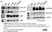 Anti Herpes simplex Virus 1 VP21/VP22a Antibody, clone LP13 thumbnail image 1