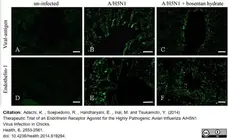 Anti Influenza A Antibody, clone A1 & A3 gallery image 1