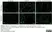 Anti Influenza A Antibody, clone A1 & A3 thumbnail image 1