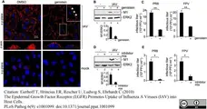 Anti Influenza A Matrix Protein Antibody, clone GA2B gallery image 1