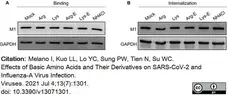 Anti Influenza A Matrix Protein Antibody, clone GA2B gallery image 10