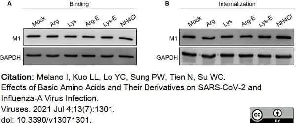 Anti Influenza A Matrix Protein Antibody, clone GA2B gallery image 10