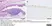 Anti Influenza A Matrix Protein Antibody, clone GA2B thumbnail image 11