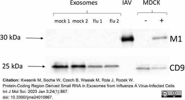 Anti Influenza A Matrix Protein Antibody, clone GA2B gallery image 12