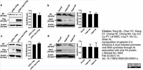 Anti Influenza A Matrix Protein Antibody, clone GA2B gallery image 13