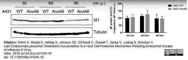 Anti Influenza A Matrix Protein Antibody, clone GA2B gallery image 14