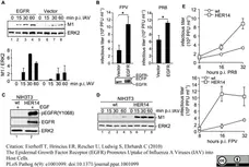 Anti Influenza A Matrix Protein Antibody, clone GA2B gallery image 2